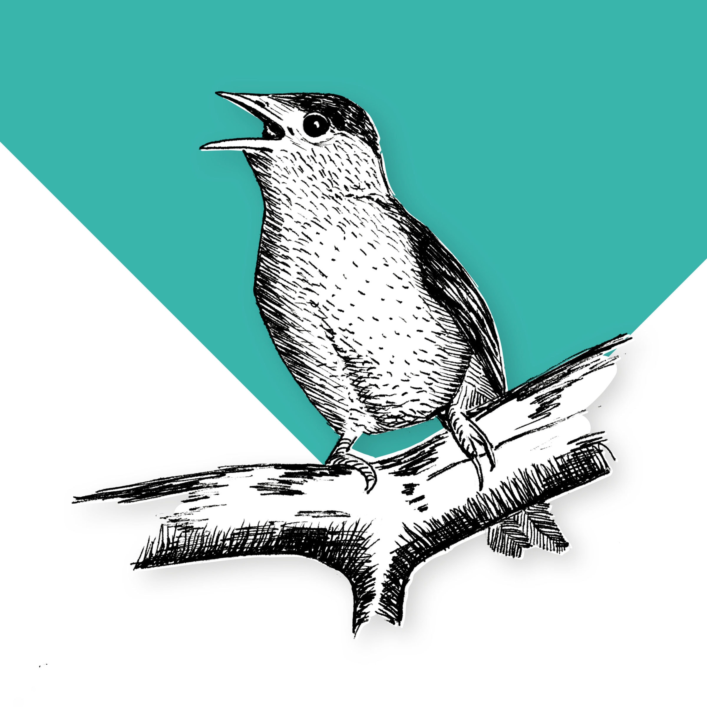 Blackcap — Flying Roasters